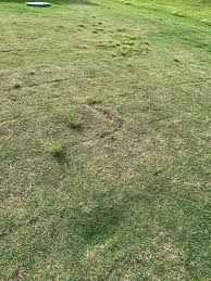 It has excellent weed and disease resistance and is a superior turf for fairways, tees, athletic fields and home lawns. Mha2345 S Tifway 419 Lawn Journal The Lawn Forum