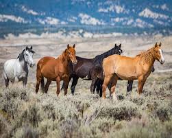 Only 3 herds, with less than 600 horses, remain in new mexico, down from 8 herds with 6,000 horses in 1974. Wild Horses Sand Basin Colorado Photography By Brian Luke Seaward
