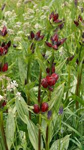 Image result for Chironia laxiflora