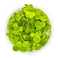 Image result for Phyllanthus retinervis