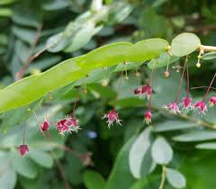 Image result for Phyllanthus gossweileri