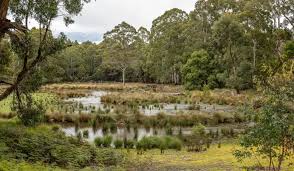 Image result for Widdringtonia whytei