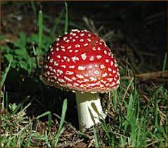 Pin On Unusual Plants Flowers