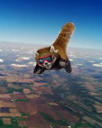 Please Follow Iloveredpandas Had To The Moment I Saw The Other Post Redpanda Panda Cutebear Bear Animal Firefox Panda Pandabe Panda Rosso Panda Rosso