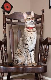 We think a rumpy riser. A History Of Big Cats As Another Maine Coon Becomes The World S Longest Feline Guinness World Records