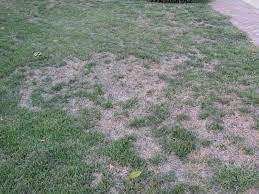 How to repair a lawn using sod. Lawn Problems Zoysia Grass