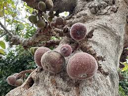 Image result for Ficus sycomorus