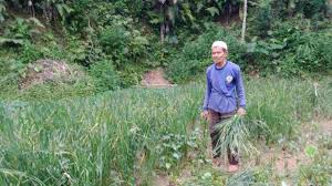Padi berdasarkan tempat tumbuhnya dibedakan menjadi 2 jenis yakni : Petani Di Pangandaran Manfaatkan Tanaman Padi Untuk Pakan Ternak