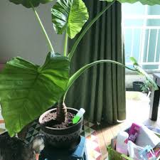 クワズイモ アロカシア の育て方 植え替えや株分け 挿し木の方法は Horti ホルティ By Greensnap