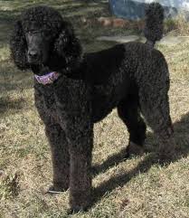 Black And White Standard Poodle Puppies For Sale Black Standard Poodle Black Standard Poodle Standard Poodle Haircuts Poodle Haircut