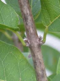 Image result for Combretum bracteosum