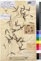 Image result for Sphenostylis briartii