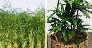 Maybe you would like to learn more about one of these? Privacy Plants For Balconies Flower Power