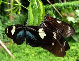 File:Doris Longwing (Heliconius doris red)