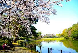 Manage your video collection and share your thoughts. ã•ãã‚‰åæ‰€100å…¬åœ' å¤§å®®å…¬åœ' åŸ¼çŽ‰çœŒã•ã„ãŸã¾å¸‚ Parkfulå…¬åœ'ã‚'ã‚‚ã£ã¨èº«è¿'ã« ã‚‚ã£ã¨æ¥½ã—ã
