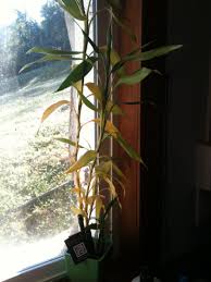 I think it's stressed out from the move, and am concerned that at mine did this when i cut one super long stem in several in an attempt to have them grow roots and there be several plants instead of that one long. Lucky Bamboo Help Stalk Turning Yellow Gardening Forums