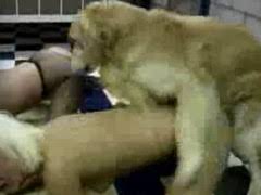 Loira mamando na rola do cachorro caralhudo. Cachorro Metendo Em Mulher Porno Bizarro Sexo Gratis Online Porn Video At Mobile