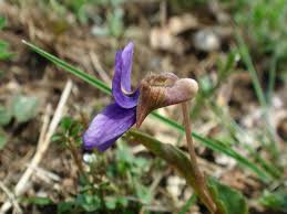 Image result for Viola abyssinica