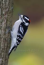 Black And White Bird With Red Throat Ohio Downy Woodpecker Backyard Birds Audubon Birds Bird Pictures