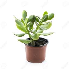 Image result for Crassula zombensis