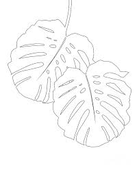Monstera leaf monstera line drawing. Monstera Leaves Finesse Line Art 1 Minimal Decor Art Drawing By Anitas And Bellas Art