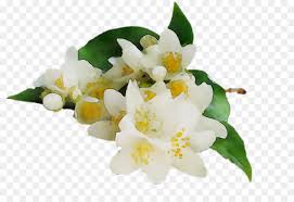 Check spelling or type a new query. Tea Jasmine Essential Oil Orange Blossom Png Free Transparent Image