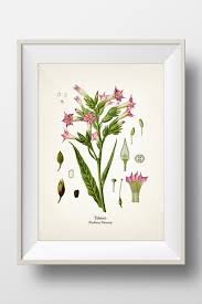 Image result for Nicotiana tabacum