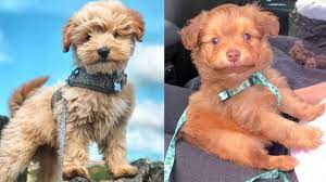 The pomapoos make an ideal toy dog, good for those suffering from allergy issues. Pomeranian Poodle Mix Complate Guide About Pomapoo Dog