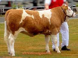 We did not find results for: News Archives Page 3 Of 4 Sneumgaard Pedigree Simmentals