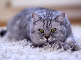 vitamin b12 deficiency in cats the
