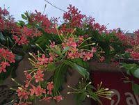 Image result for Combretum indicum