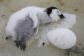 With the exception of emperor penguins, partners take turns incubating eggs. Reed Bio 342