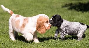 english cocker spaniel colors do you know all the