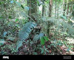 Image result for Elatostema welwitschii