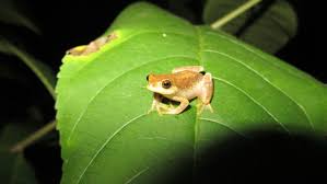 Image result for Sphaeranthus flexuosus