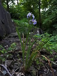 Image result for Zygotritonia atropurpurea