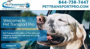 Maybe you would like to learn more about one of these? Pet Transportation Services Dog Transport Pet Transport Pet Shipping