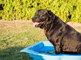 Emg studies have found good activation of both the gluteus medius and gluteus maximus muscles during the clamshell. Keeping Dogs Entertained Better Pets And Gardens