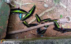See all things to do. Melaka Butterfly And Reptile Sanctuary