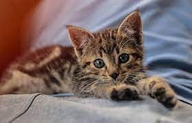 Bestel vooraf een gratis drukproef van je geboortekaartje! Achtergrond Kittens Katten Liggend Schattig Poten Kijkt Dieren