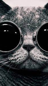 Iphone Wallpaper On Pinterest Iphone 6 Wallpaper Cool Steampunk Cat Cat Wallpaper Cool Wallpaper