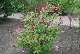 Image result for Syringa prestoniae