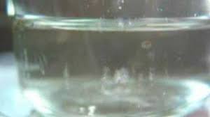 Worm In Water Bowl Thecatsite