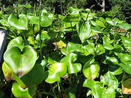 Image result for Monochoria africana