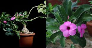 Image result for Adenium boehmianum