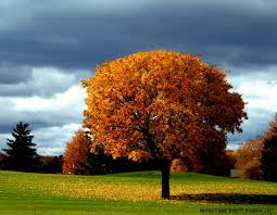 Choose from 11000+ overlays graphic resources and download in the form of png, eps, ai or psd. Beautiful Autumn Tree One Hd Wallpaper Pictures Backgrounds 921x714 Wallpaper Teahub Io