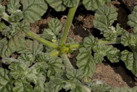Image result for Coldenia procumbens