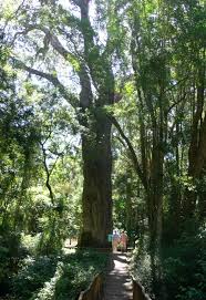 Well, here is one focusing on the real yellowwood or afrocarpus. Afrocarpus Falcatus Wikipedia