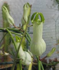 Image result for Ceropegia arenarioides