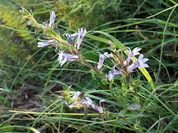 Image result for Lobelia molleri